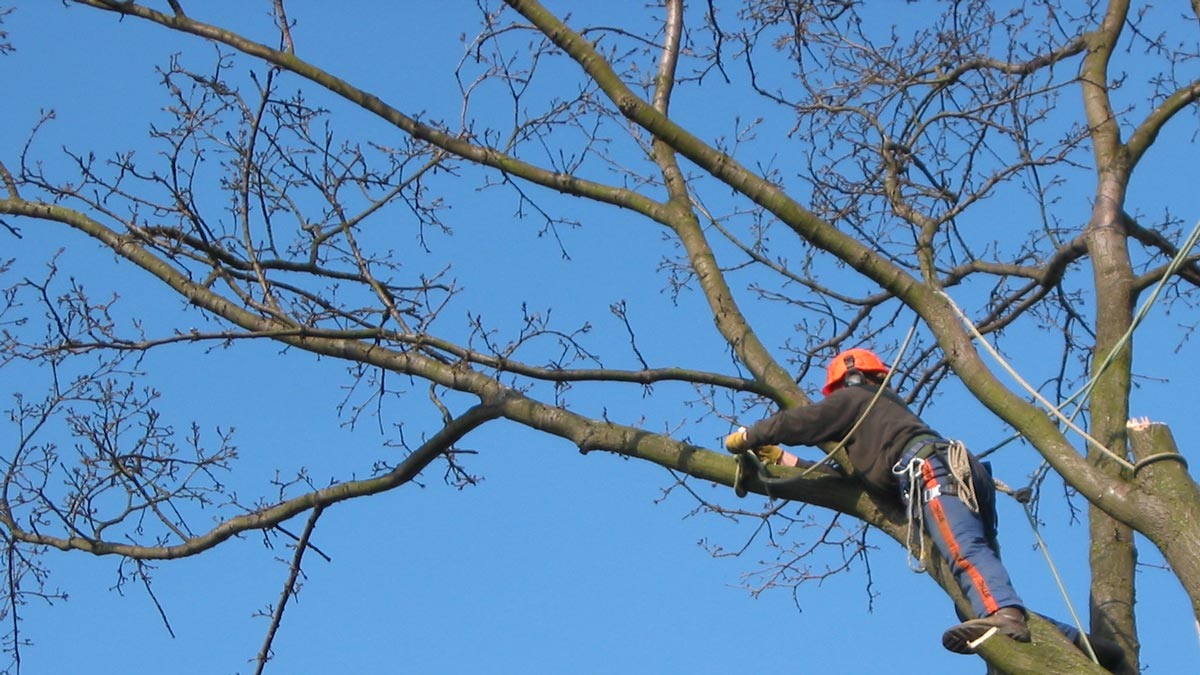 One our team working in a tree