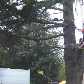 One of our professionals working on a tree