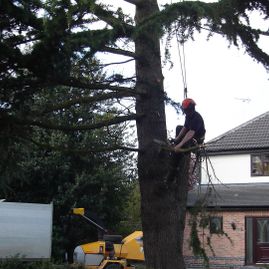 One of our team making their way safely up a tree