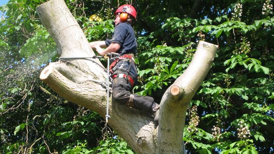 One of our team cutting a large section of tree trunk